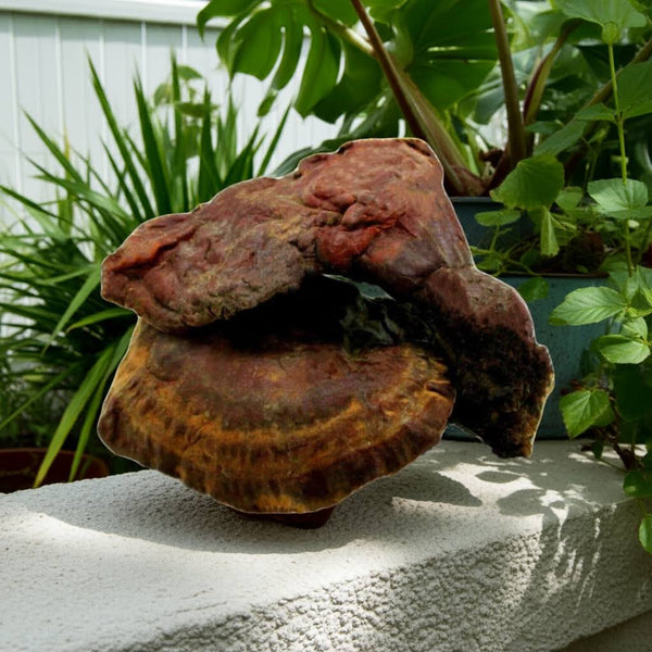Höchste Qualität & Best-Preis, nur bei uns! Altaische Wildsammlung Reishi  Pilze (Bio, GMP zertifiziert). Bestellen Sie jetzt...
