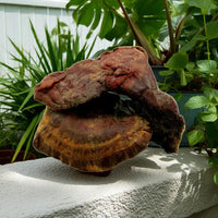 Ganzer Reishi Pilz