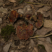 Hohe Bio (Wild) Qualität & Bestpreis, nur bei uns! Altaische Wildsammlung Reishi  Pilze (Bio, GMP zertifiziert). Bestellen Sie jetzt...