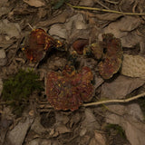 Hohe Bio (Wild) Qualität & Bestpreis, nur bei uns! Altaische Wildsammlung Reishi  Pilze (Bio, GMP zertifiziert). Bestellen Sie jetzt...