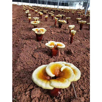 Ökologisch angebaute Reishi Pilze (Ganoderma lucidum) aus China. GMP und Okölogisch zertifiziert. Ganze Pilze aus Wildsammlung, Anbau und diverse Extrakte in Konzentrationen von 5-40% Polysaccharid  (bis zu 15% beta-Glucan Triterpene und Polyphenole). 
Besuchen Sie unseren Shop...