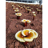 Ökologisch angebaute Reishi Pilze (Ganoderma lucidum) aus China. GMP und Okölogisch zertifiziert. Ganze Pilze aus Wildsammlung, Anbau und diverse Extrakte in Konzentrationen von 5-40% Polysaccharid  (bis zu 15% beta-Glucan Triterpene und Polyphenole). 
Besuchen Sie unseren Shop...