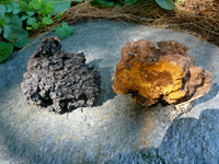 CHAGA / SCHIEFER SCHILLERPORLING (INONOTUS OBLIQUUS) EXTRAKTE SIBIRIEN