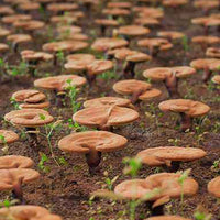 Ökologisch angebaute Reishi Pilze aus China. GMP und Okölogisch zertifiziert. Extrakte mit Polysacchariden , beta-Glucan Triterpene und Polyphenole). Ganoderma lucidum. Besuchen Sie unseren Shop...