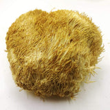 LÖWENMÄHNE / IGEL-STACHELBART / YAMABUSHITAKE (Hericium erinaceus) China (Kultur)