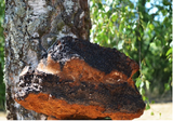 CHAGA / SCHIEFER SCHILLERPORLING (INONOTUS OBLIQUUS) EXTRAKTE SIBIRIEN