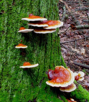 Wild Reishi zum Top Preis höchste Qualität nur bei uns! 50g bis 1kg altaische Wildsammlung Bio, GMP zertifiziert