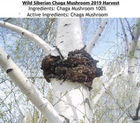 CHAGA / SCHIEFER SCHILLERPORLING (INONOTUS OBLIQUUS) EXTRAKTE SIBIRIEN